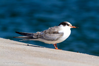 Tern_Common_Juvenile-7325