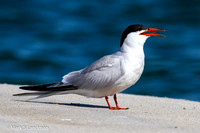 Tern_Common-7417