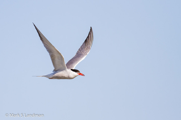 Tern_Common-7192