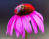 Bumble Bee on Echinacea20140719-IMG_5648