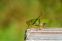 Grasshopper 1920 pixels20121008-IMG_1239