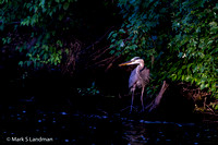 Jun_19_-_Great_Blue_Heron-3762