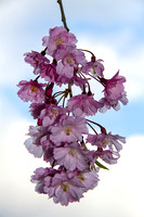 May_2_-_Cherry_Blossoms-1653