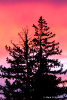 Sep_8_-_Sunset_Trees-9074