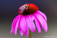 Jul_19_-_Echinacea_w_Bee-5648