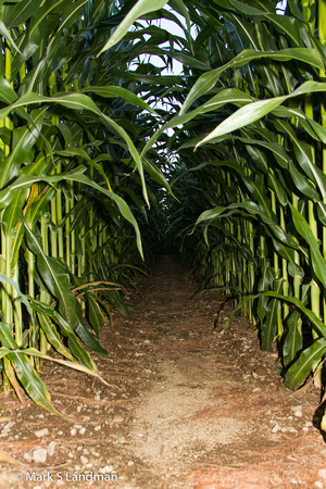 Aug_14_-_Corn_Row-7515