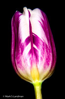 Apr_15_-_Tulip-0990