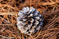 Apr_20_-_Pinecone-1168