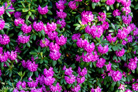Jun_6_-_Rhododendron-2837