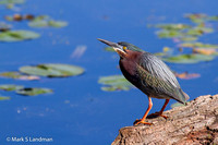 Jun_7_-_Green_Heron-2926