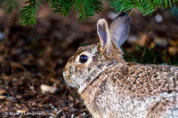 Apr_12_-_Rabbit-0919