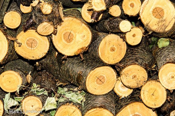 Jul_13_-_Wood_Pile-5490