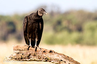 Black_Vulture-5876