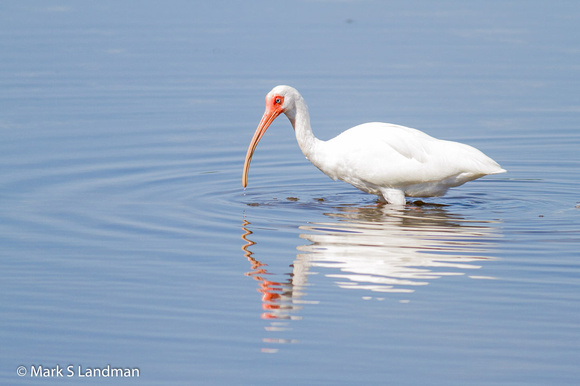 Mar_4_-_White_Ibis-7649