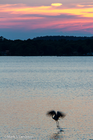 Jul_12_-_Great_Blue_Heron_Sunset-5475