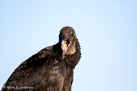 Black_Vulture-5845