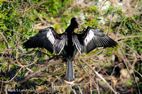 Anhinga_Male-6803