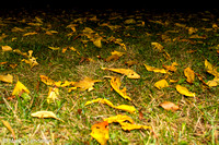 Nov 10 - Leaves on Grass-9989