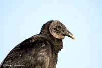 Black_Vulture-5849