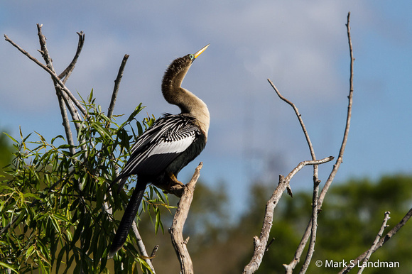 Anhinga_Female-7250