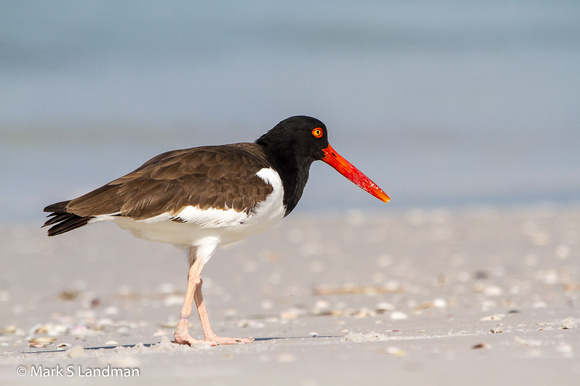 American_Oystercatcher-8795