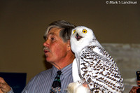 Nov 15 - Snowy Owl w Norman Smith-0093