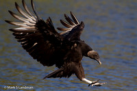 Black_Vulture-6230