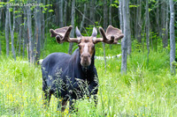 Moose-8322