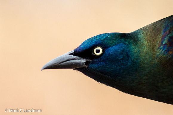 Mar_23_-_Common_Grackle-0222