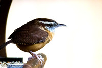 Nov 1 - Carolina Wren-9717