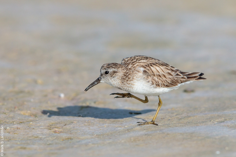 Zenfolio | Mark S Landman | Florida March 2022