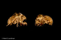 Jan_18_-_Cicada_Shells-4290