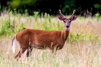 Jul_11_-_Deer_Buck-5463