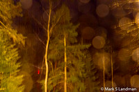 Dec 10 - Night Trees-0992