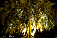 Mar_1_-_Palm_Tree-5810