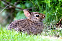 Jun_10_-_Rabbit_Juvenile-3127