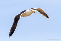 Jul_4_-_Gull_Great_Black_Backed-5262