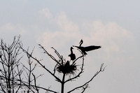 Jun_17_-_Great_Blue_Herons_w_Chicks-3657