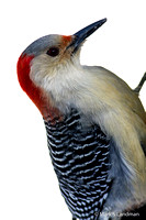 Jan 3 - Red Bellied Woodpecker