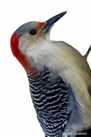 Jan 3 - Red Bellied Woodpecker