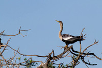 Anhinga_Female-7037