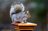 Dec 6 - Squirrel-0950
