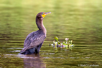 Double-crested_Cormorant-9244