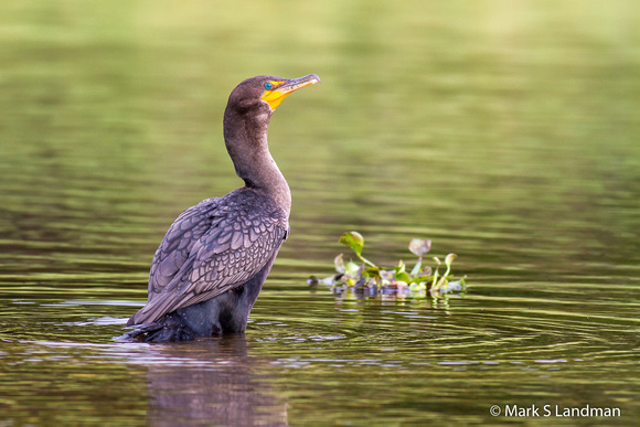 Double-crested_Cormorant-9244