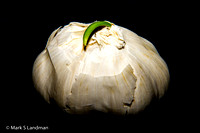 Mar_19_-_Garlic_Bulb-0116
