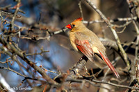 Jan 4 - Northern Cardinal, Female