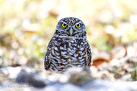 Owl_Burrowing-7899