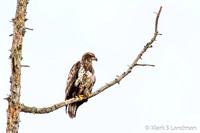Dec 12 - Bald Eagle Juvenile-1028