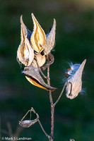 Nov 8 - Milkweed-9854