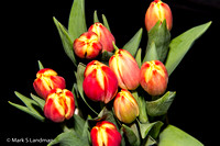 Mar_9_-_Tulips-0024